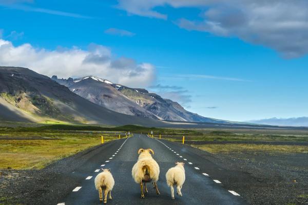 Ovejas corriendo por medio de la carretera en Islandia