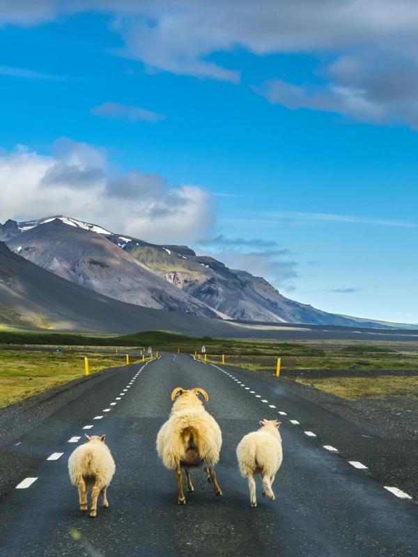 Three sheep walk away down a road through a vast mountainous landscape under a bright blue sky.