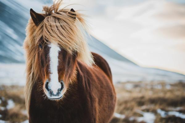 a brown horse with a white spot on its nose is standing in a field .