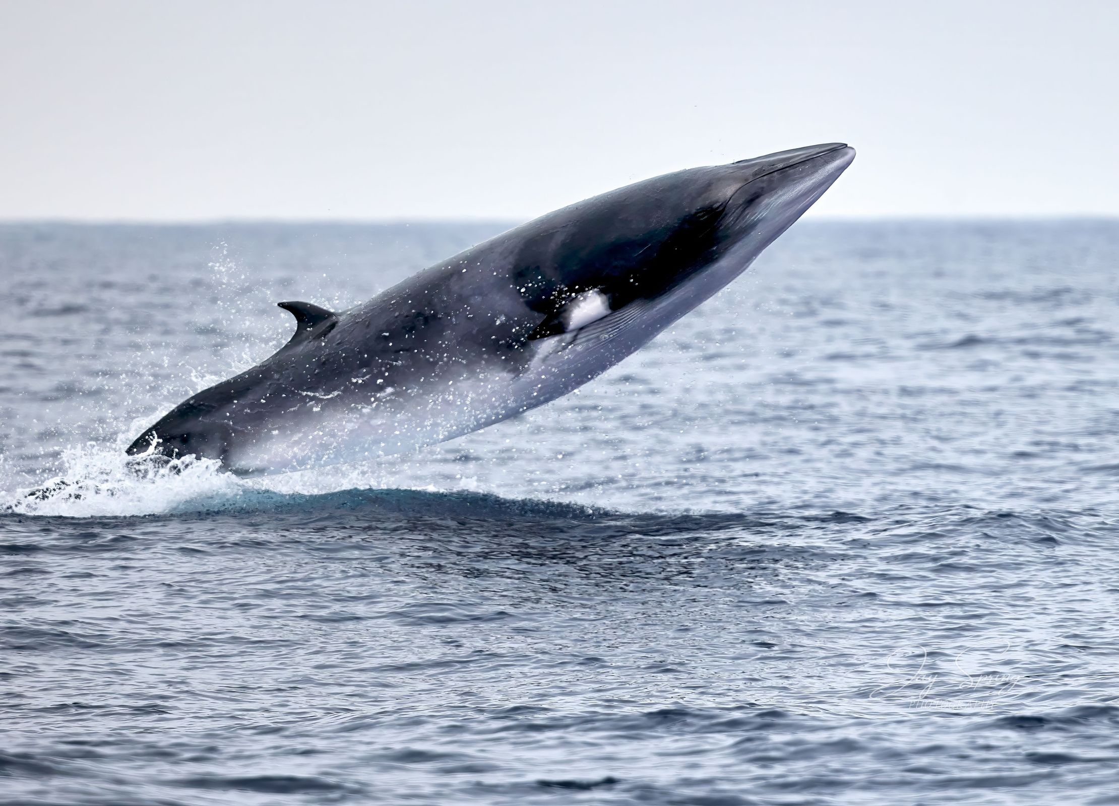 una ballena rorcual saltando en el agua