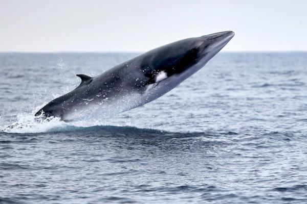 una ballena rorcual saltando en el agua