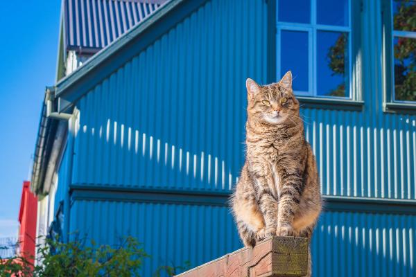 A friendly cat explores the charming streets of Reykjavik, adding to the city's allure Cat exploring the streets of Reykjavik