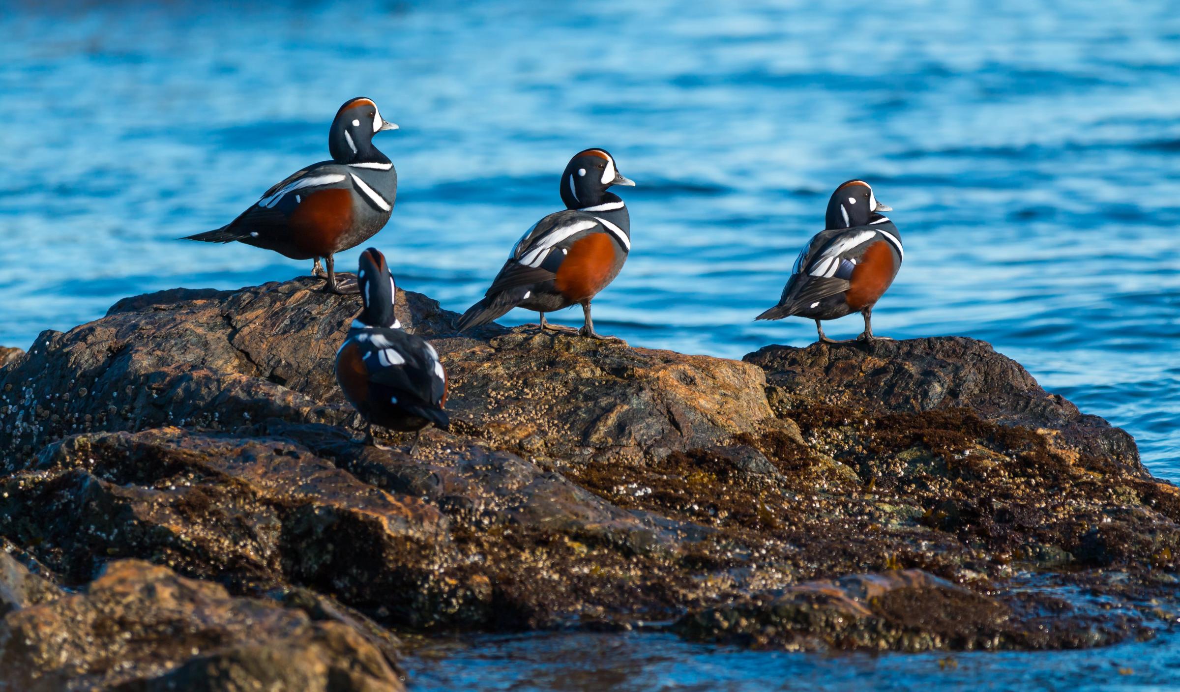 a group of Harlequin Ducks on top of a rock