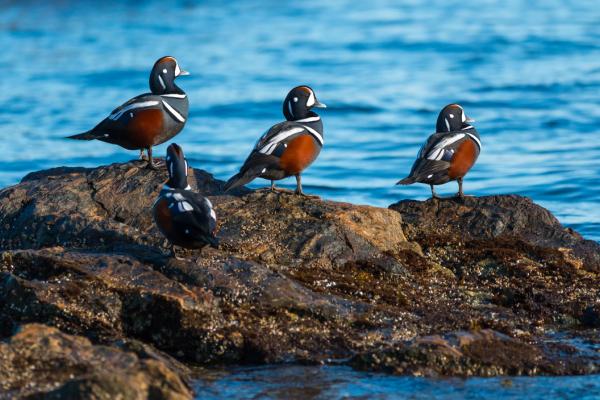 un grupo de patos arlequín sobre una roca