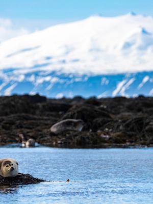 A seal lies on a rock in blue water, with more seals on a dark rocky shore and a snow-capped mountain in the background.