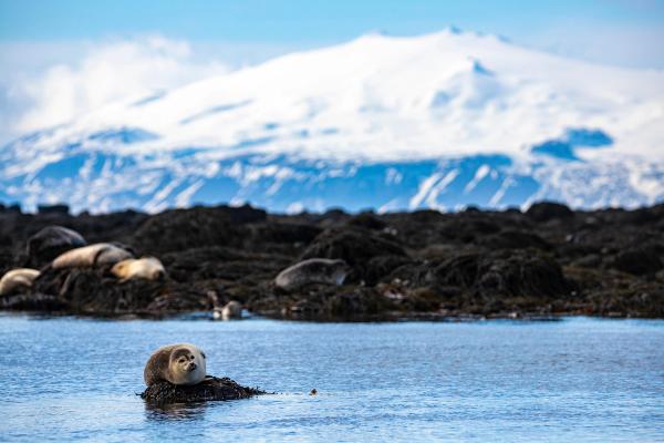 a seal is swimming in the water with a mountain in the background .