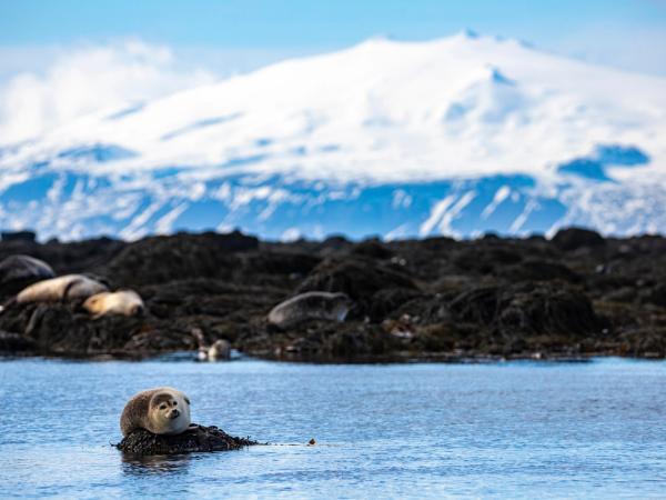 A seal rests on a rock in blue water, with other seals on a dark rocky shore and a snow-capped mountain in the distance.