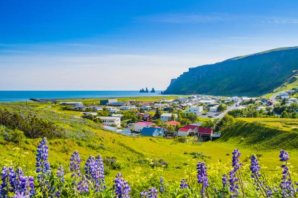 A coastal village nestled against a towering cliff, with sea stacks in the ocean, and purple lupines on green hills.