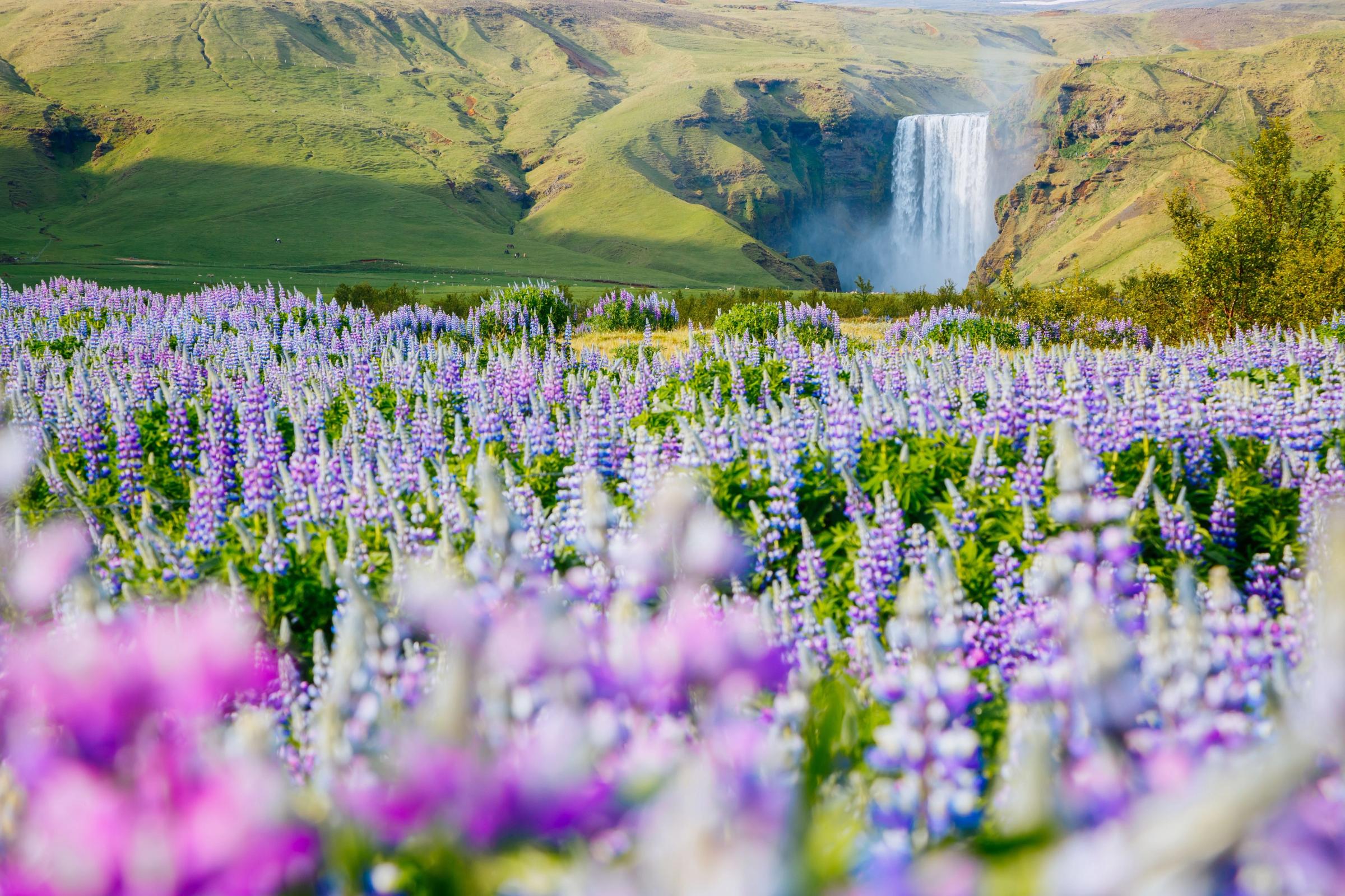 Skógafoss from the distance with a field of lupines in the foreground