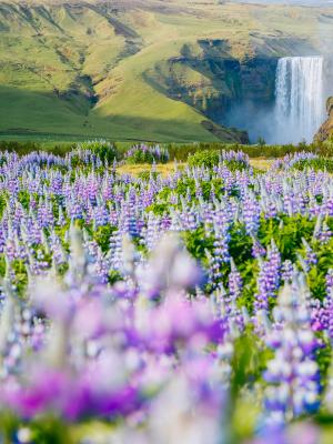 paisaje de un campo de flores moradas con una cascada al fondo