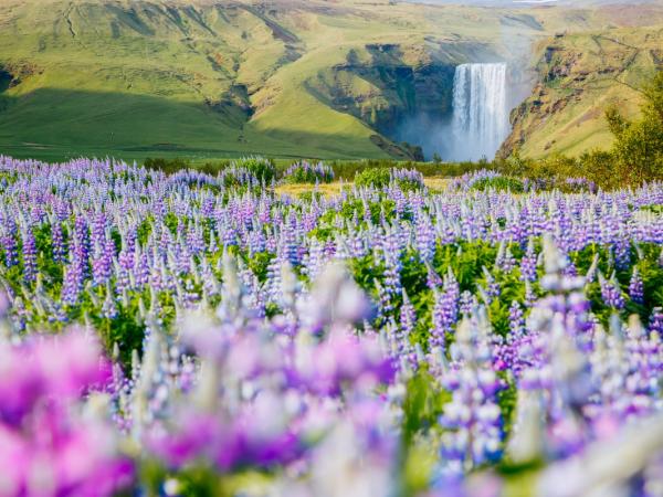 Skógafoss from the distance with a field of lupines in the foreground