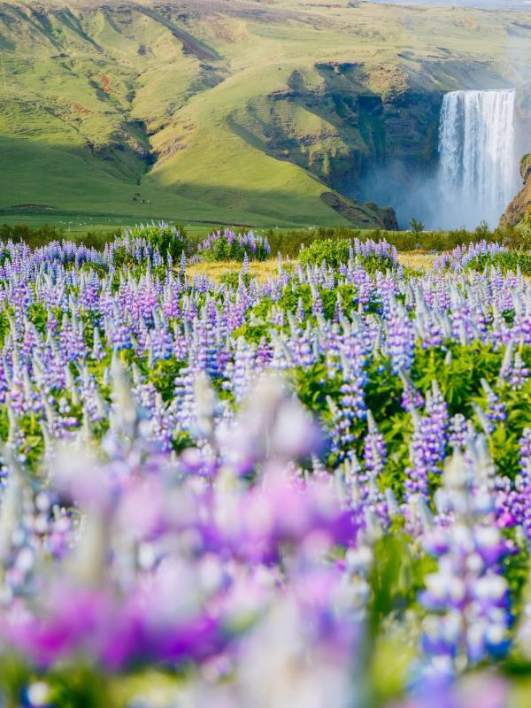 Skógafoss and lupine flowers
