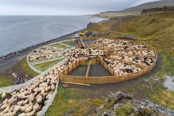 Icelandic sheep's in a Round-Up in Iceland