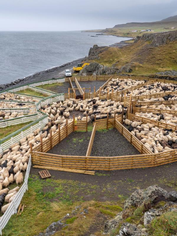 Sheep Round-Up in Iceland Icelandic sheep's in a Round-Up in Iceland