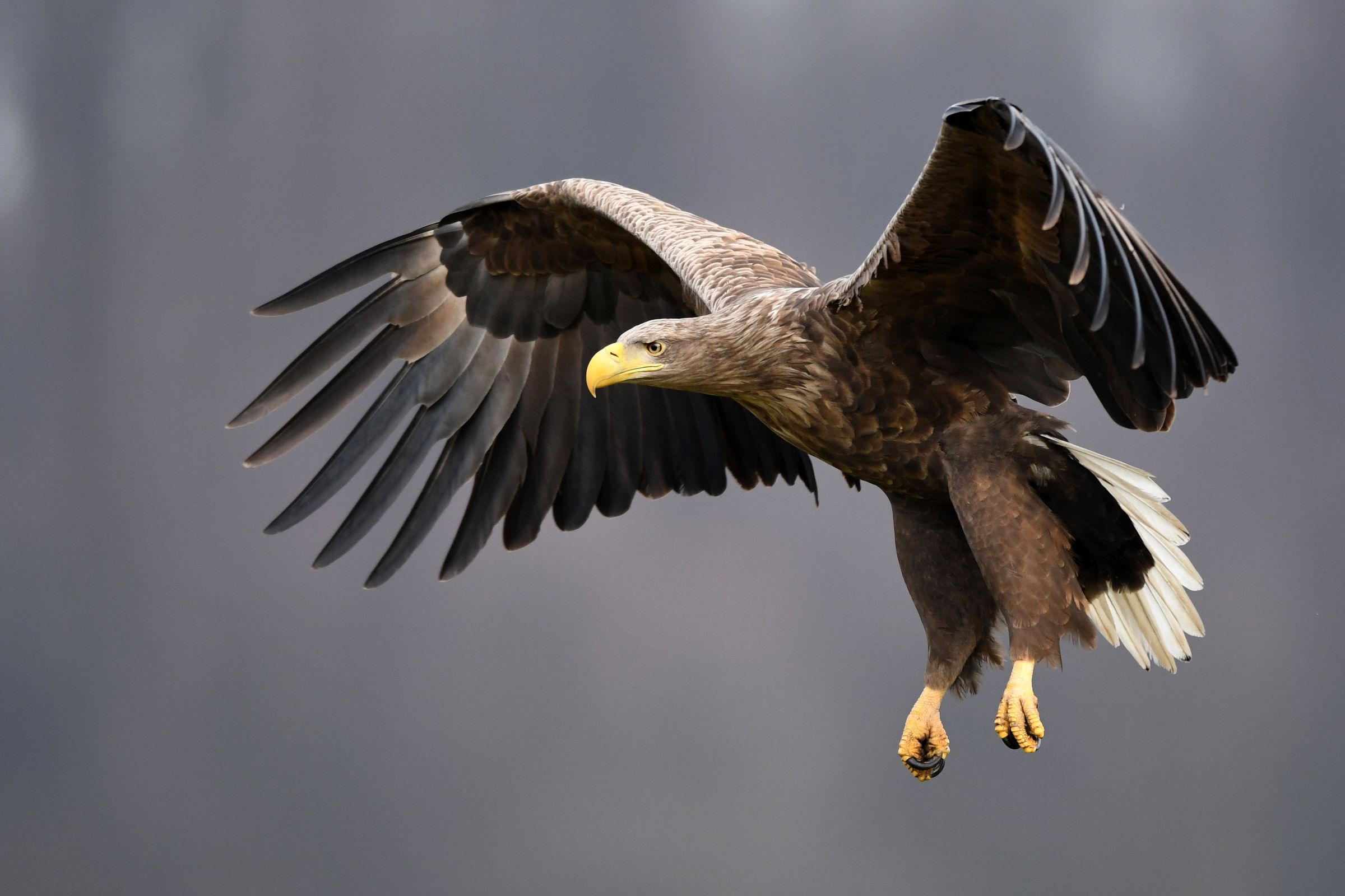 White-Tailed Eagle flying