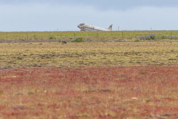 landscape with a red, yellow, and green grass and a plane wreck in the background