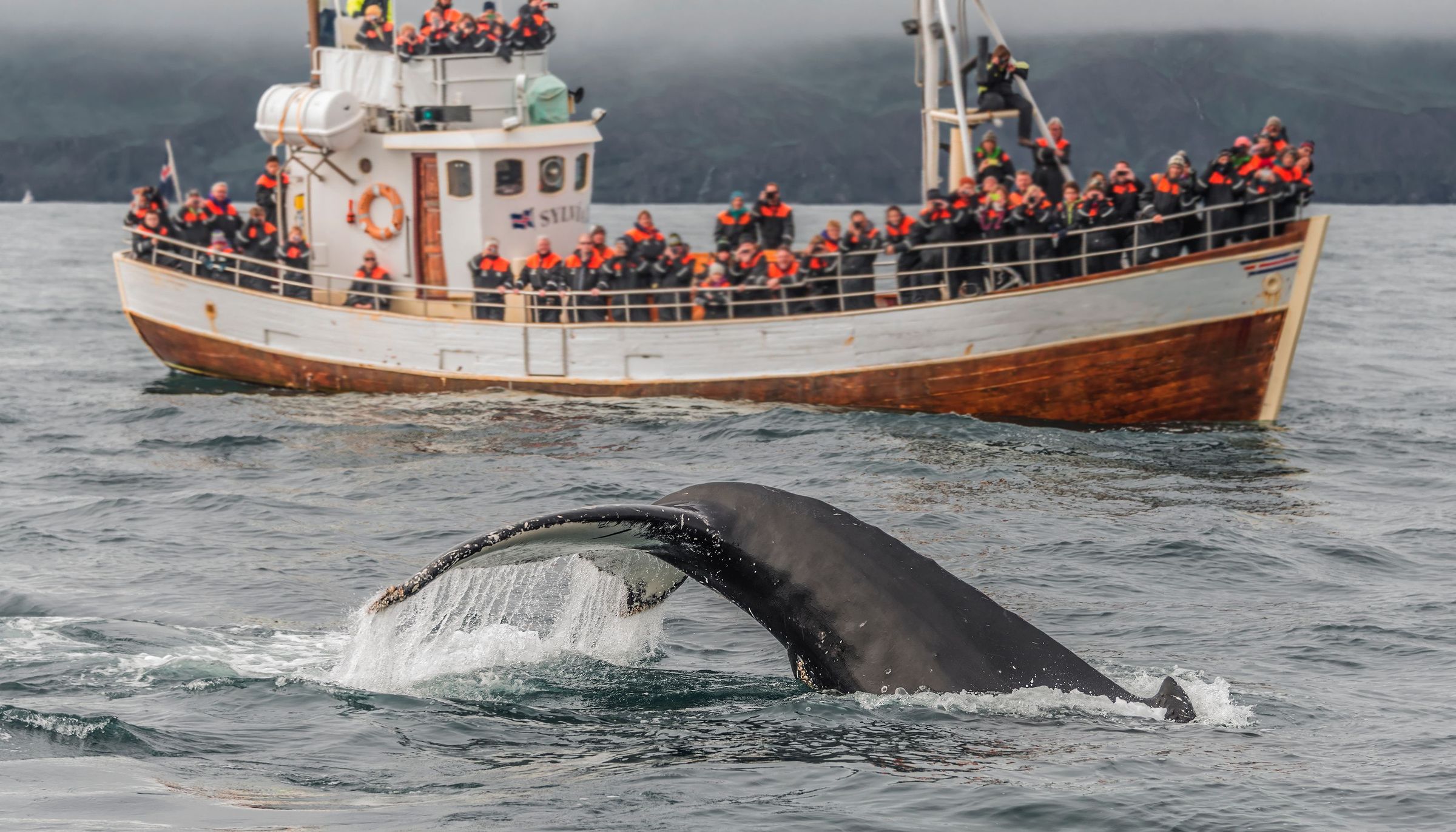 la cola de una ballena saliendo del agua con un barco turista al fondo
