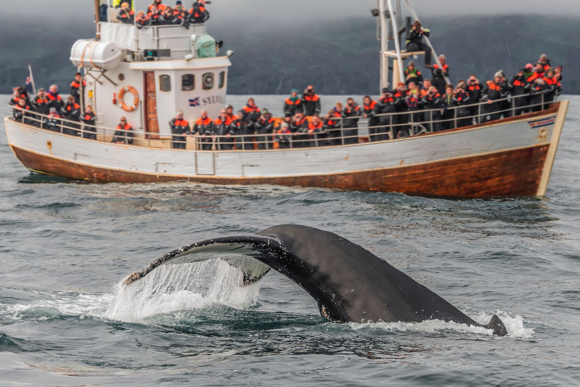 la cola de una ballena saliendo del agua con un barco turista al fondo