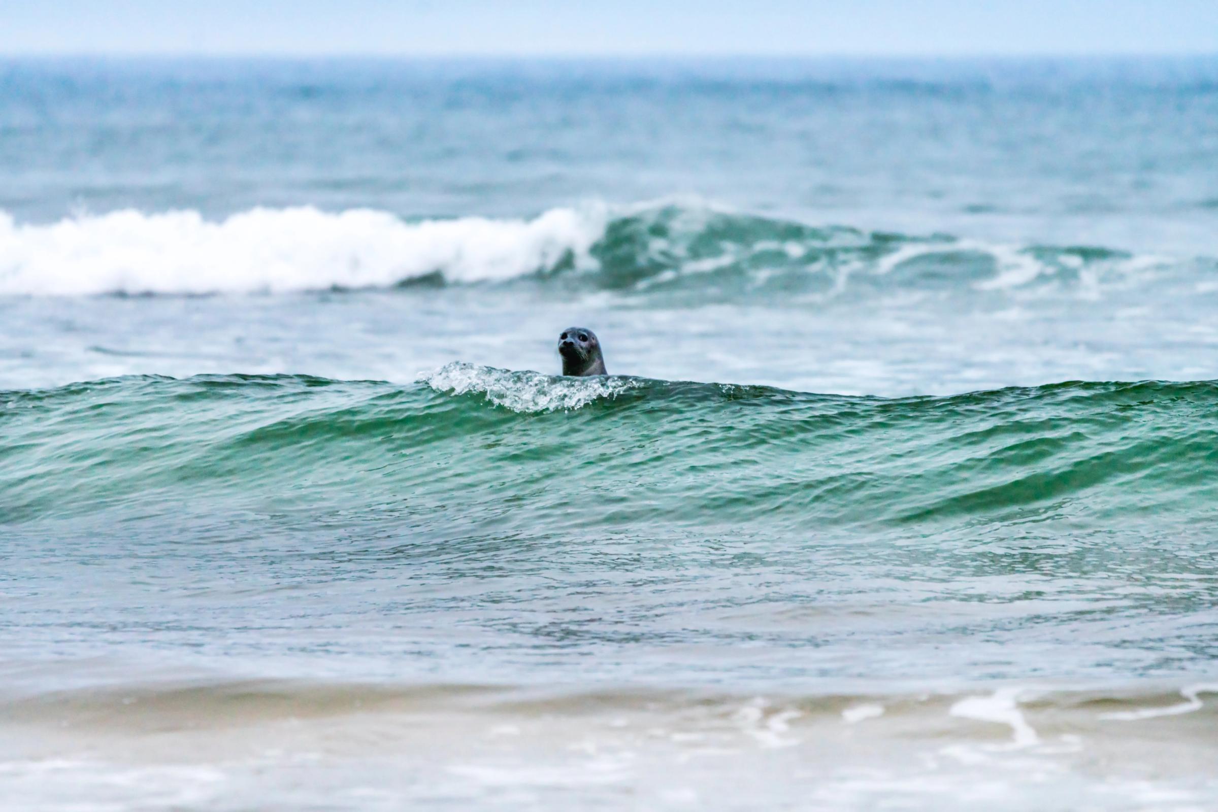 a seal is swimming in the ocean on a wave .