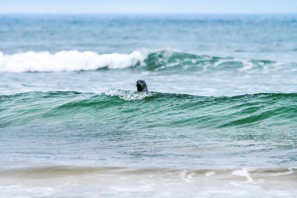 a seal is swimming in the ocean on a wave .