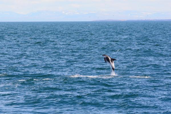 white beak dolphin jumping out of the water