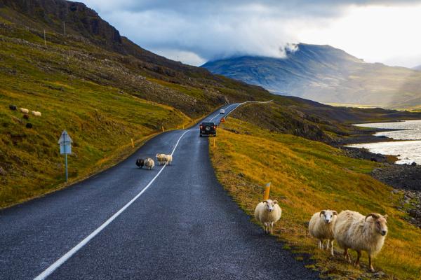a herd of sheep standing on the side of a road in Iceland