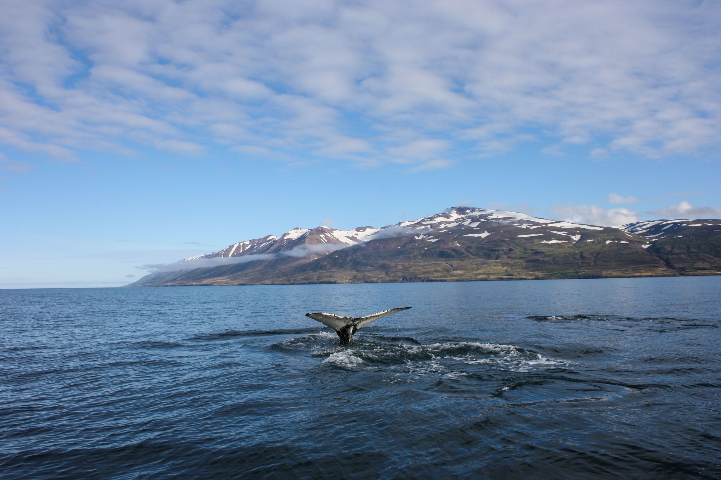 a humpback whale is swimming in the ocean with mountains in the background .