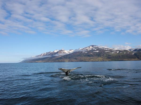 a humpback whale is swimming in the ocean with mountains in the background .