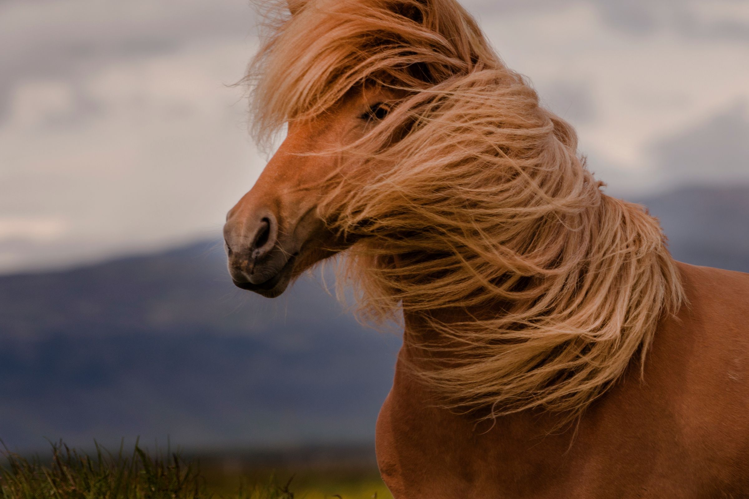 A brown horse with a golden mane blowing in the wind.