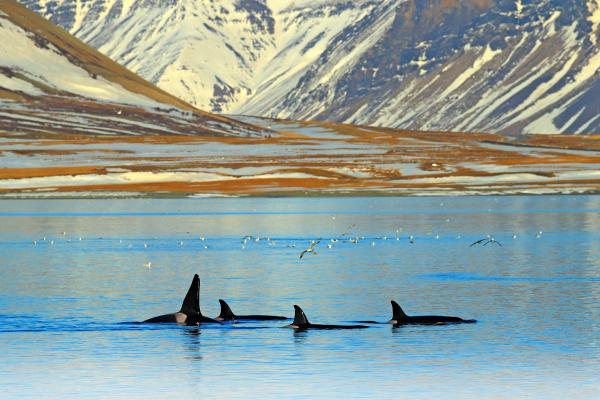 Pack of orcas in Iceland