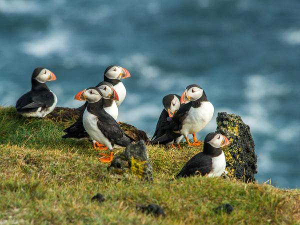 Group of puffins near the sea