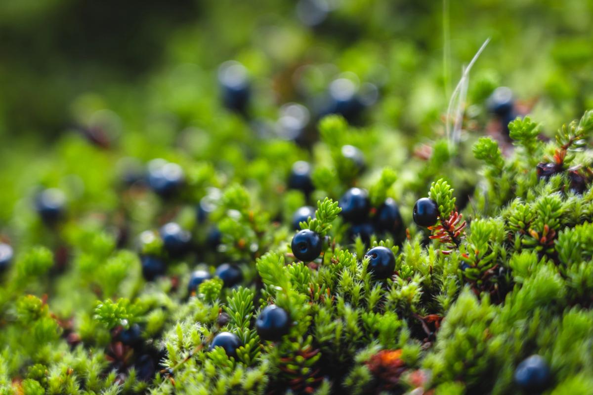 Dark blue berries nestled in vibrant green moss.
