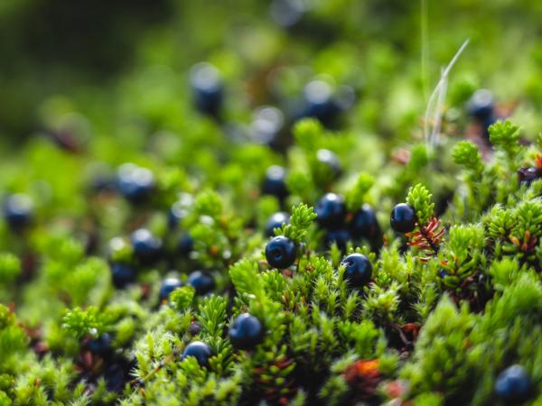 Dark blue berries nestled in vibrant green moss.