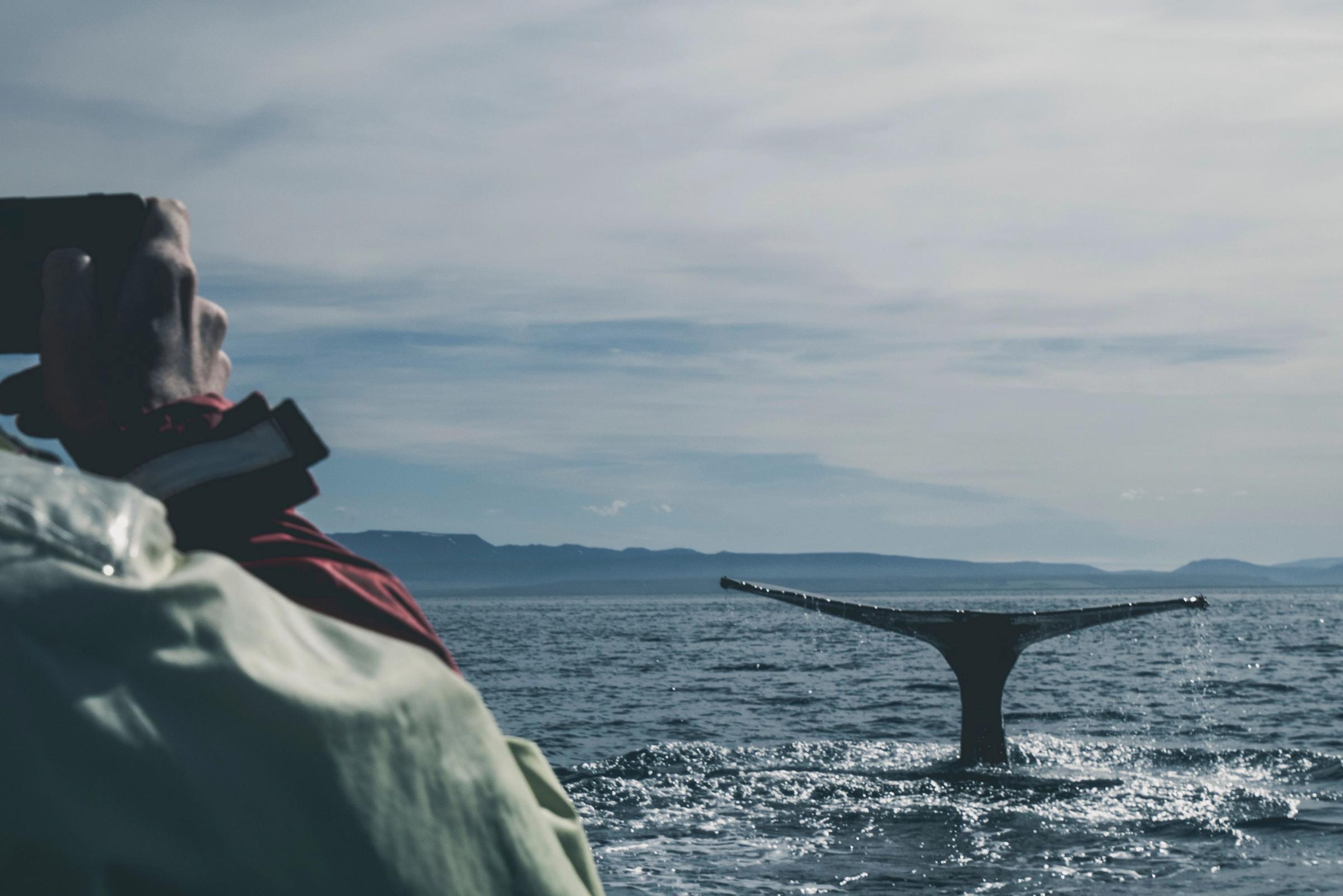 A person photographs a whale's tail diving into the ocean.