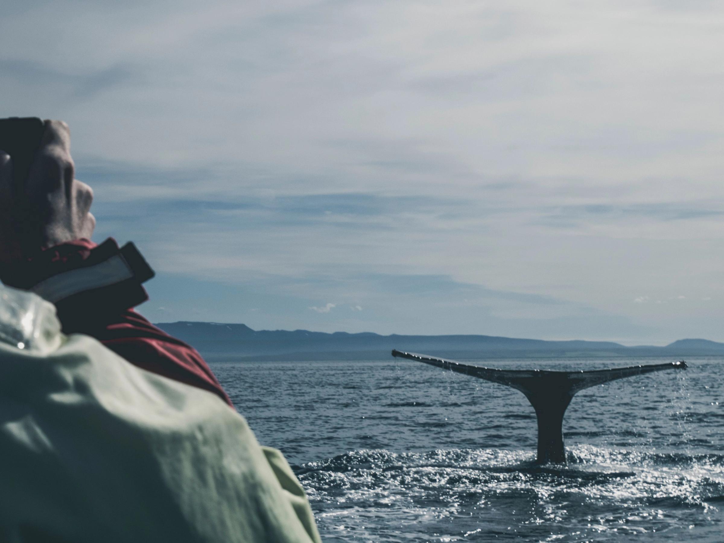 A person photographs a whale's tail diving into the ocean.