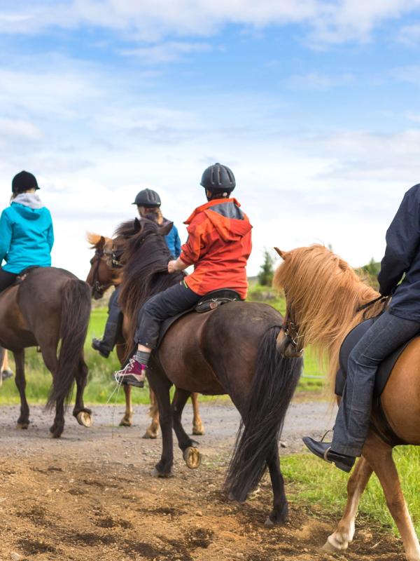 Un grupo de personas monta a caballo a través de un campo de flores moradas.