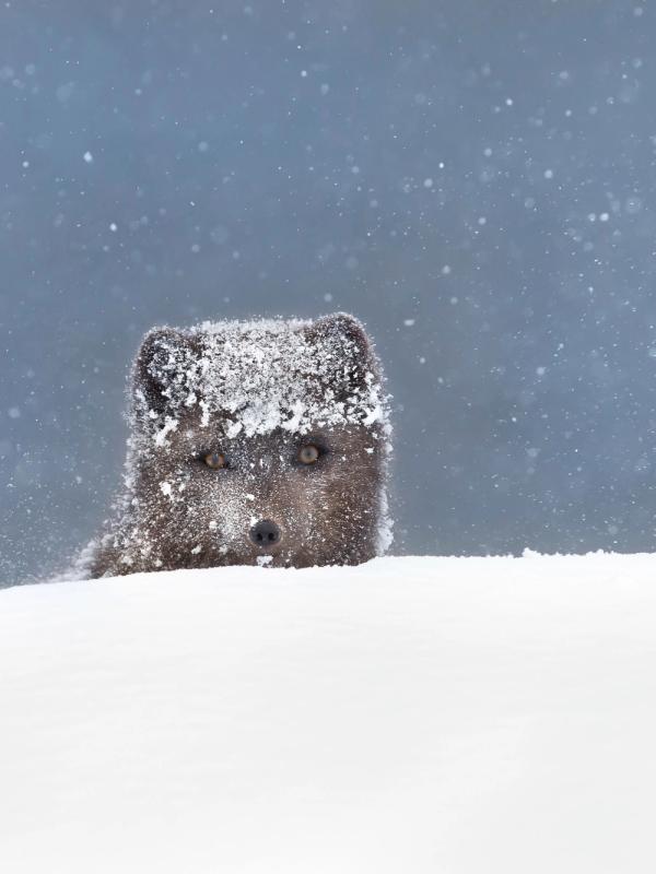Close up of an Arctic fox poking his head from the snow