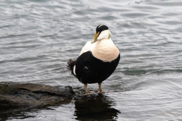 Especie de pato blanco y negro en el mar