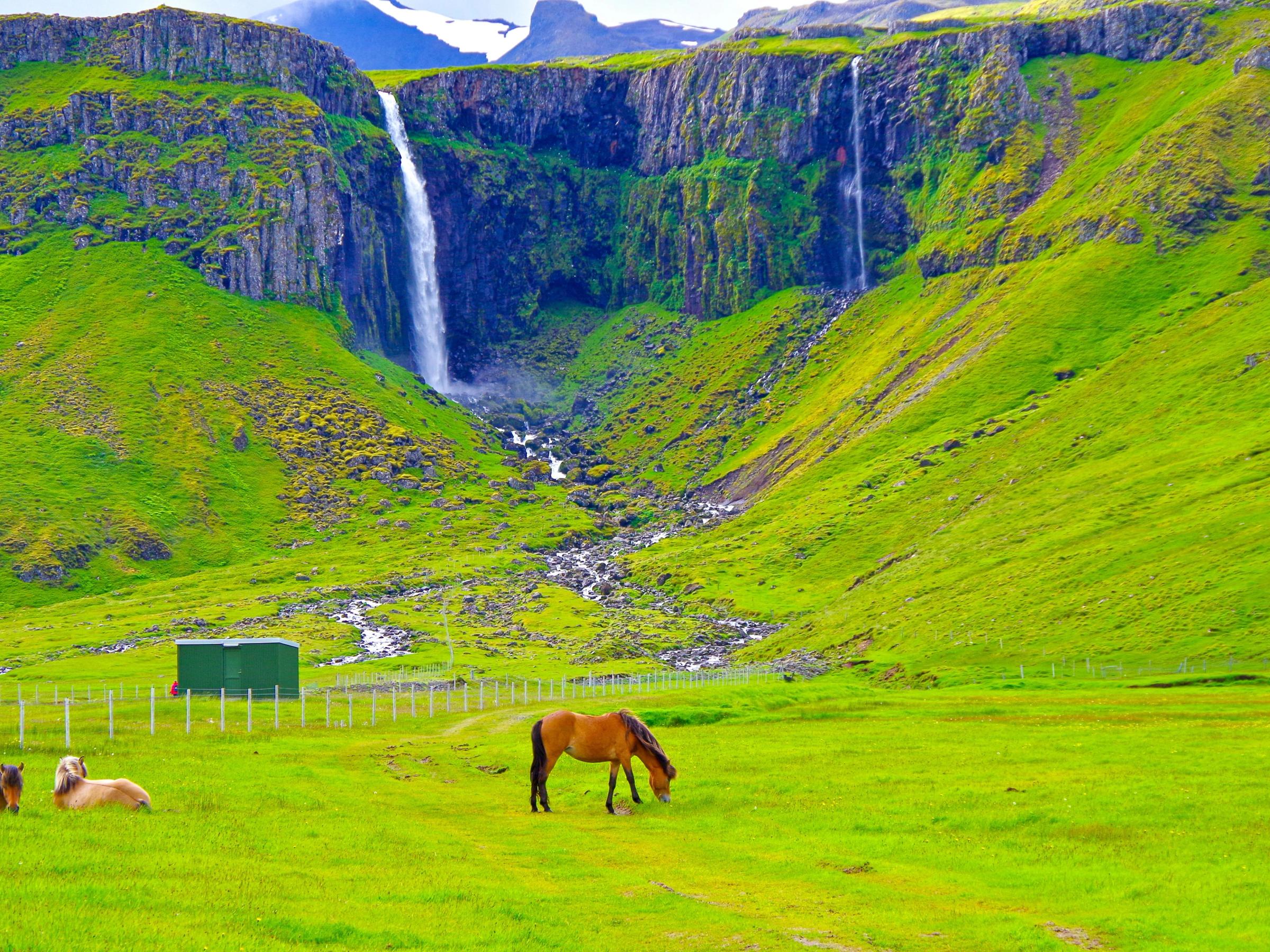 Grundarfoss Waterfall with horses around and surrounded by green