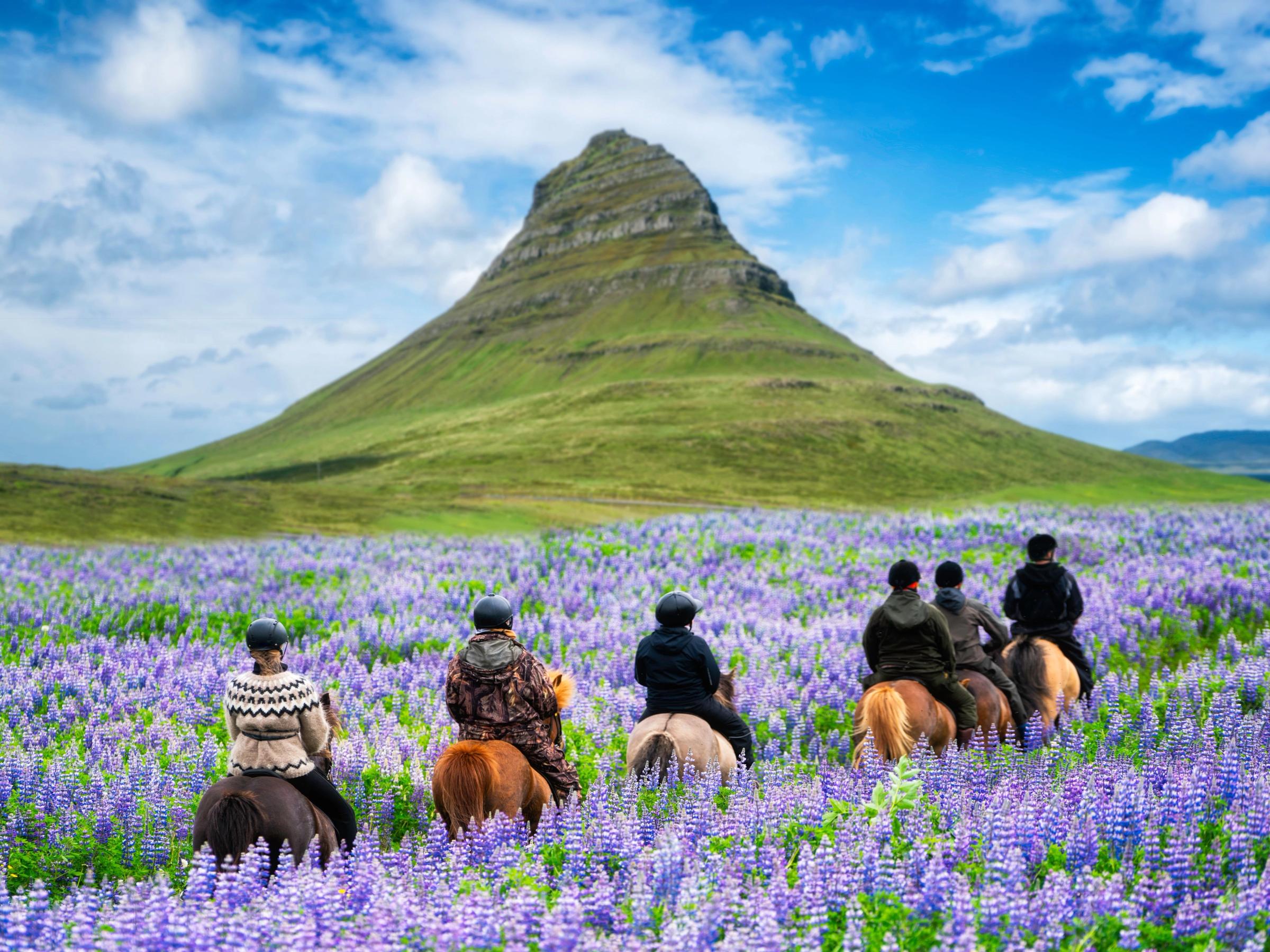 a group of people are riding horses through a field of purple flowers .