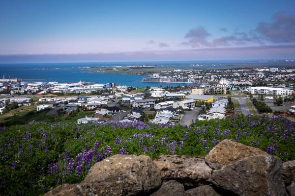 a view of a Hafnarfjörður from a hill with purple flowers in the foreground .