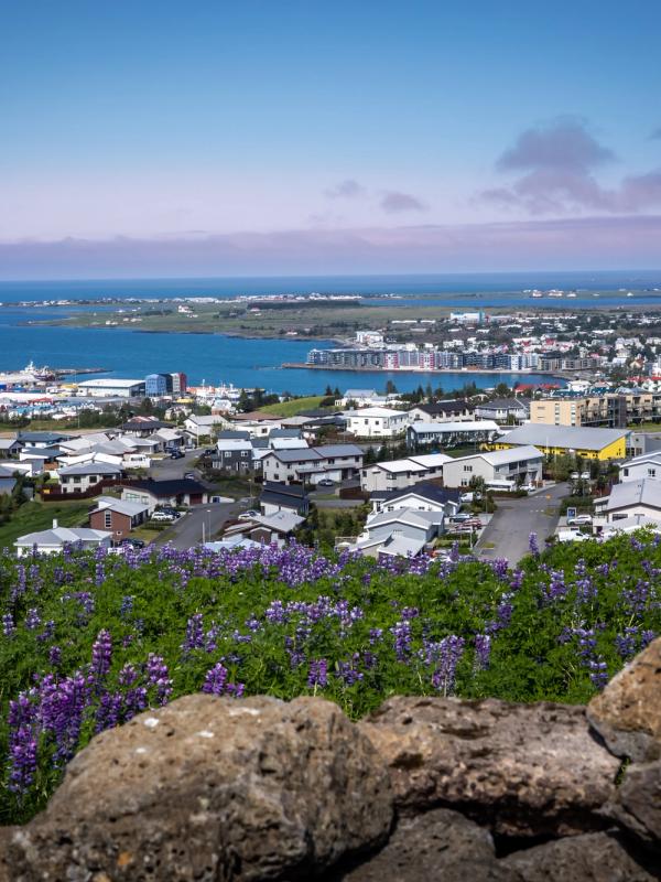 a view of a city from a hill with purple flowers in the foreground.