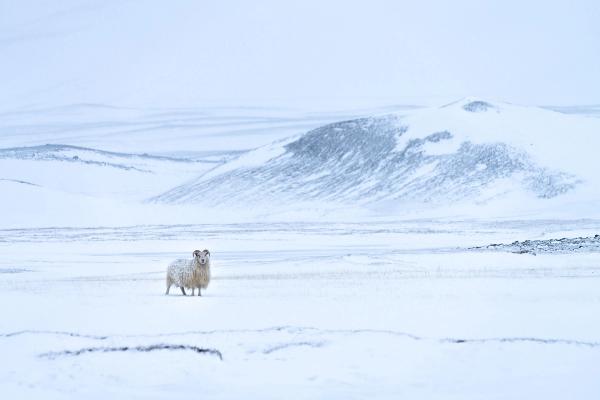 A white horned sheep stands in a vast, snowy landscape.