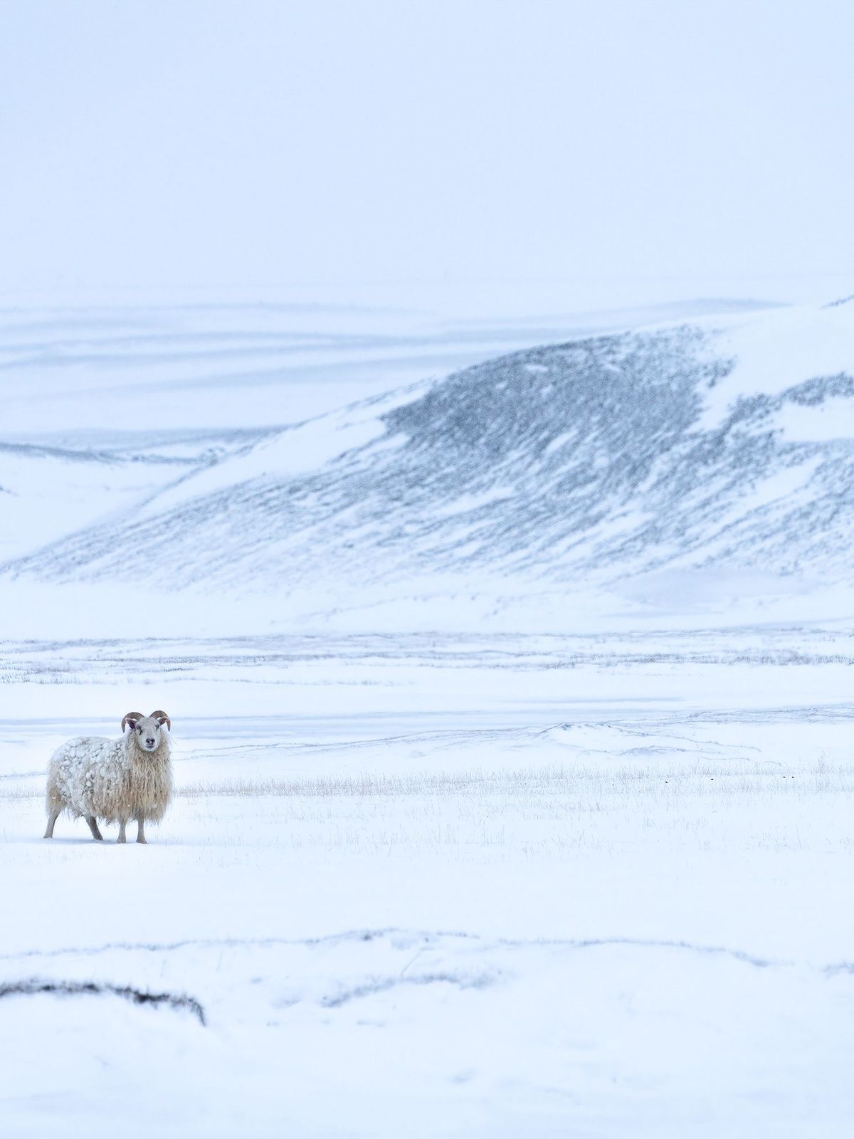 A white horned sheep stands in a vast, snowy landscape.
