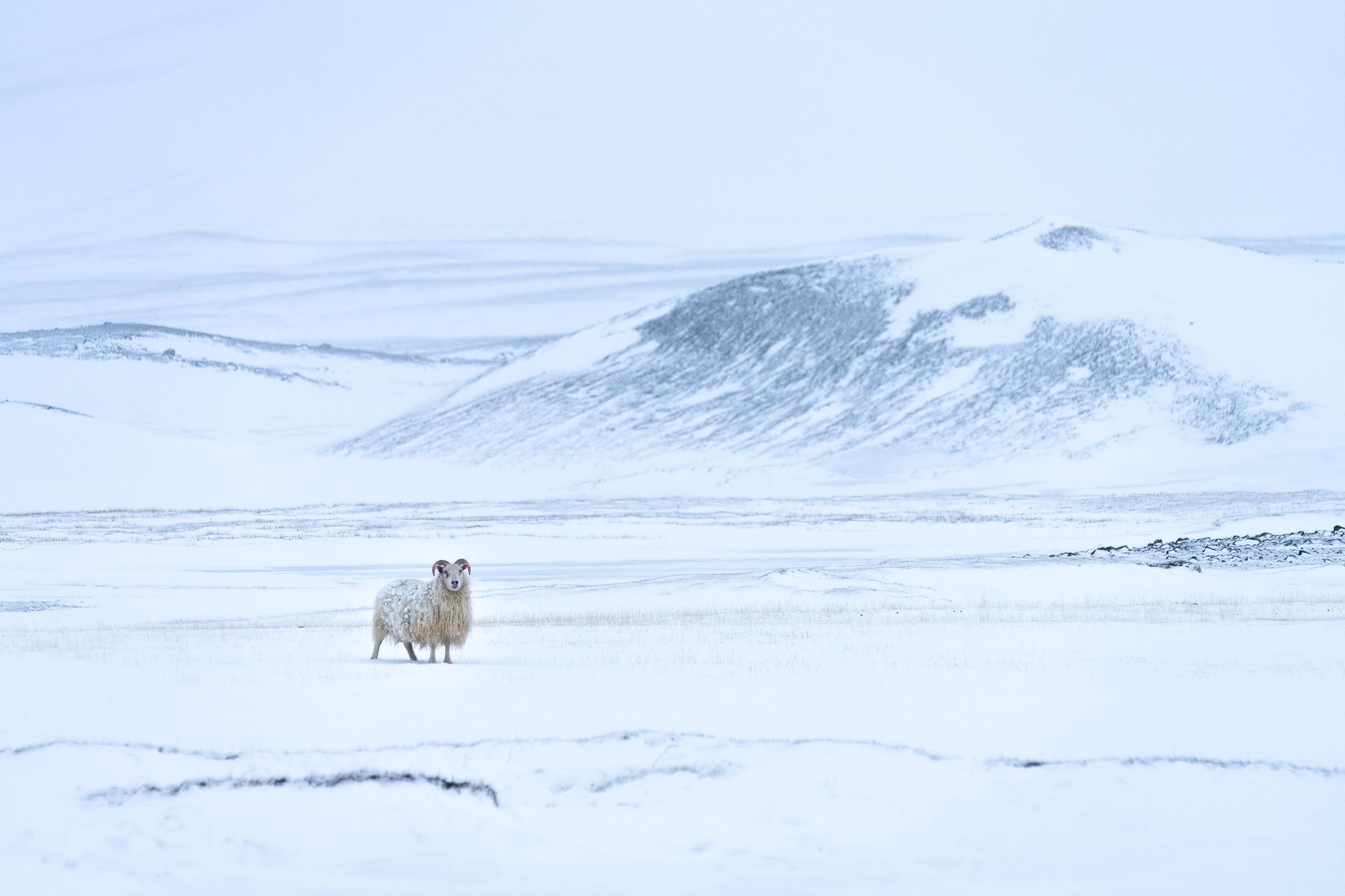 A white horned sheep stands in a vast, snowy landscape with distant snow-covered hills.