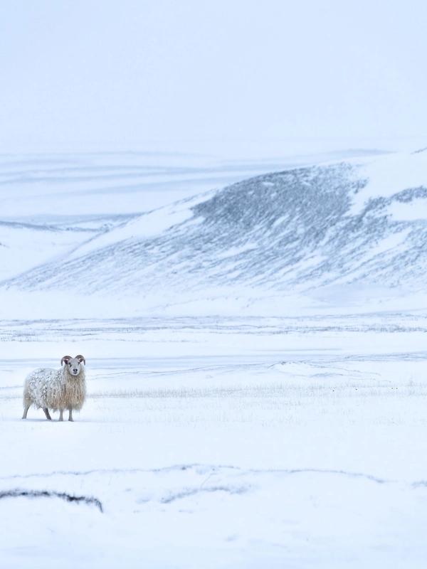 Una oveja con cuernos blancos se encuentra en un extenso paisaje nevado.