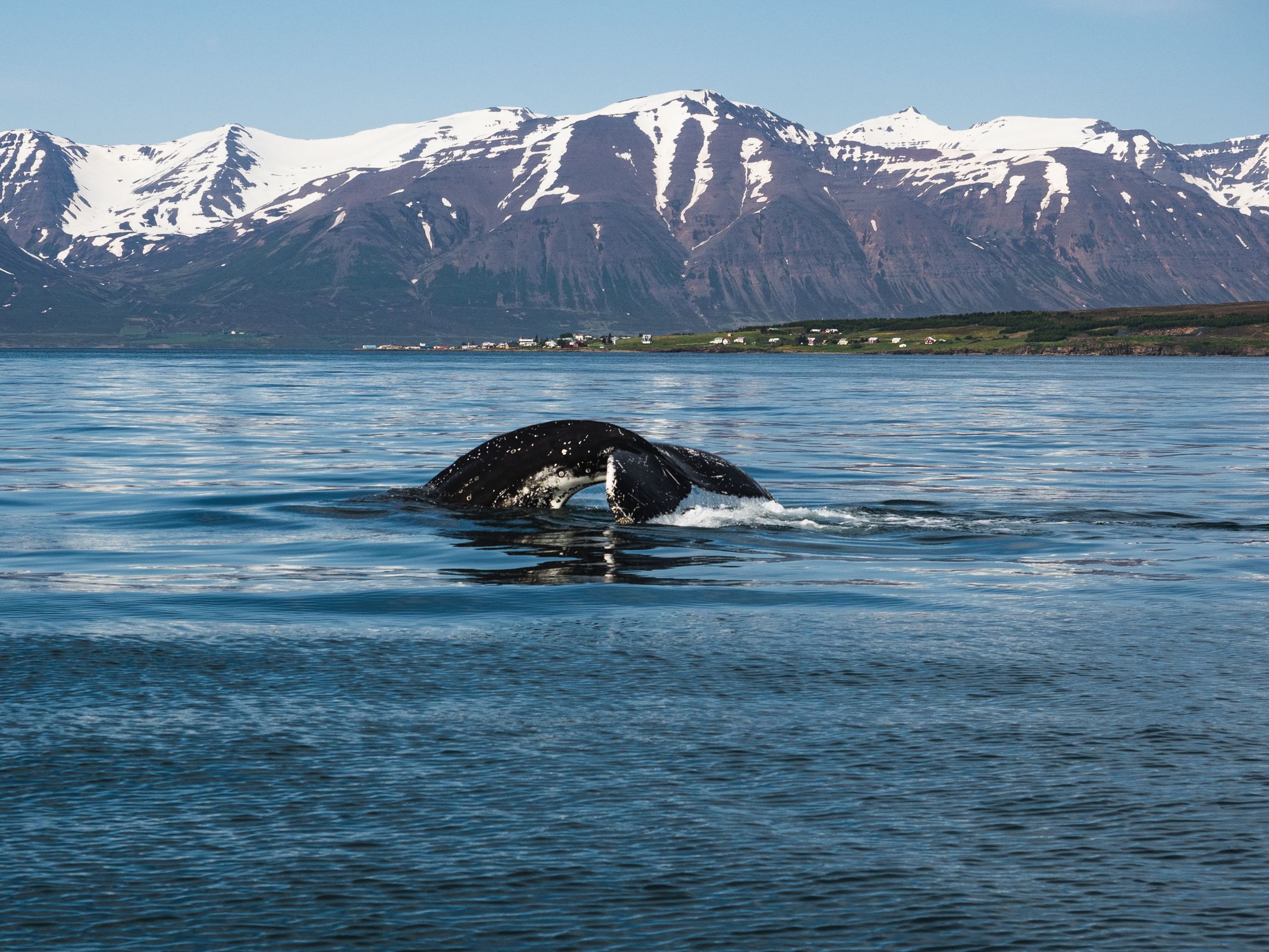 La cola de una ballena sumergiéndose en el agua con montañas nevadas y un pueblo costero de fondo.