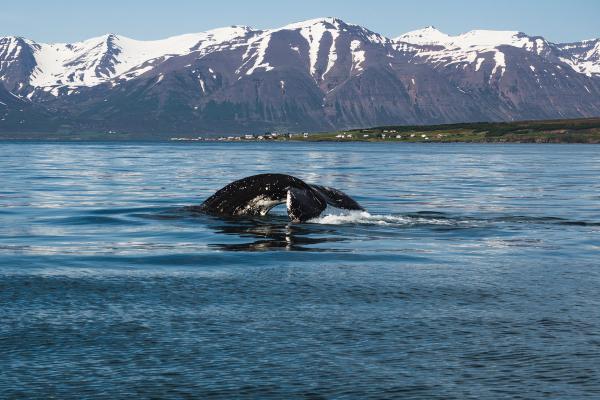 La cola de una ballena sumergiéndose en el agua con montañas nevadas y un pueblo costero de fondo.