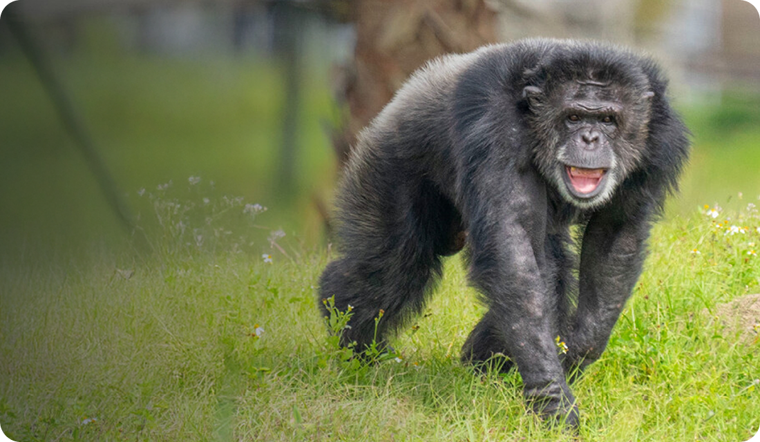 A cute illustration of Save the Chimps