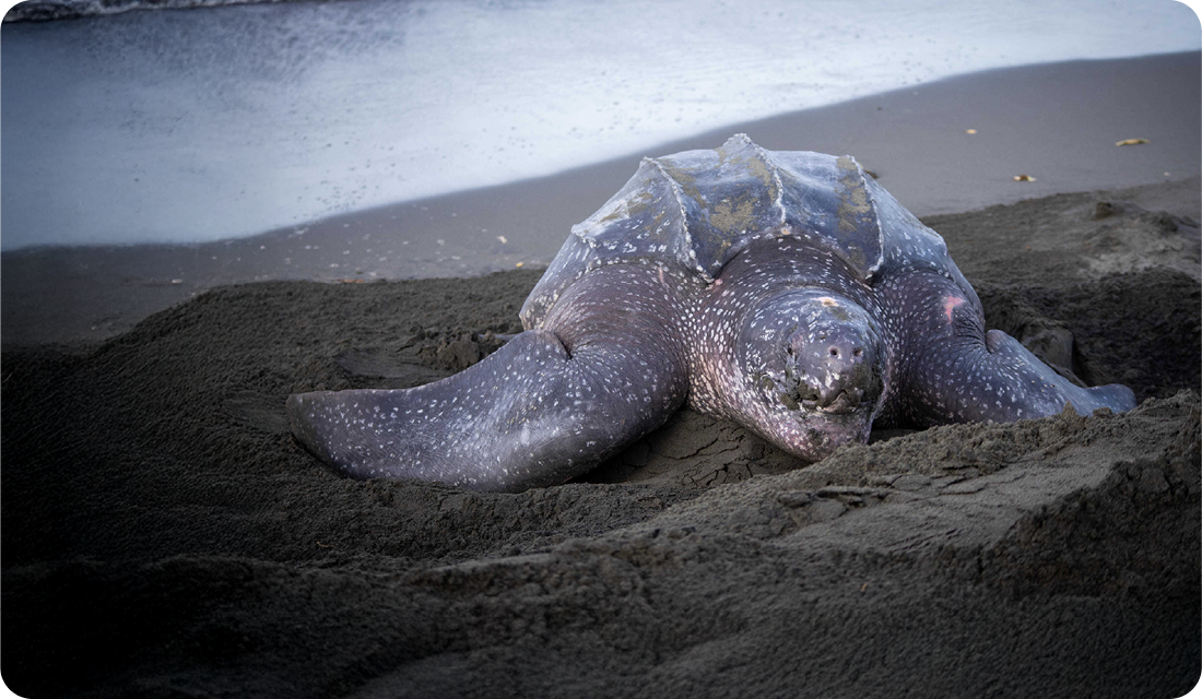 A cute illustration of Sea Turtle Conservancy